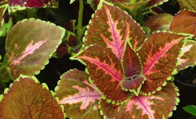 פאזל של coleus