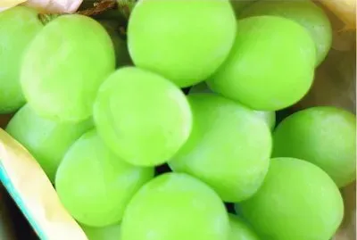 פאזל של è‘¡è„