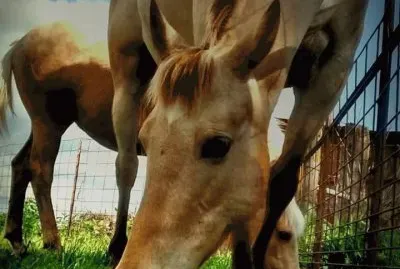 Tater and Heaven owned by Alexus Abbott jigsaw puzzle