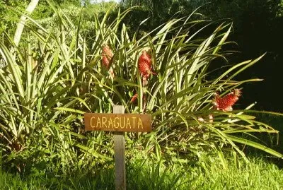 CaraguatÃ¡ en Caraguatay. Misiones. Argentina