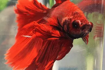 Betta