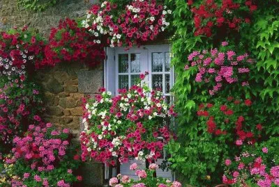 Cottage