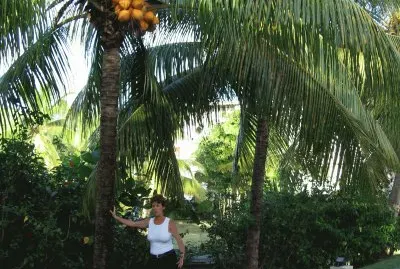 פאזל של guadeloupe