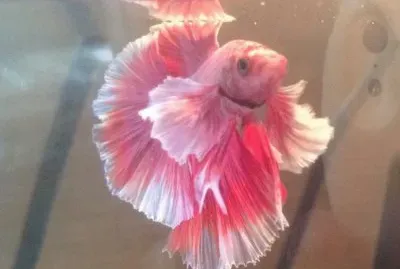 Betta
