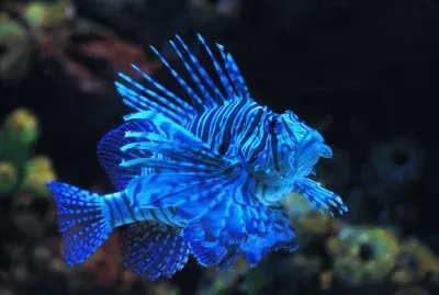 ç…å­é­š