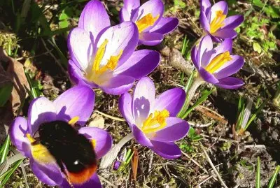 Bourdon sur crocus