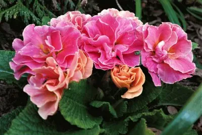 PrimevÃ¨re jigsaw puzzle