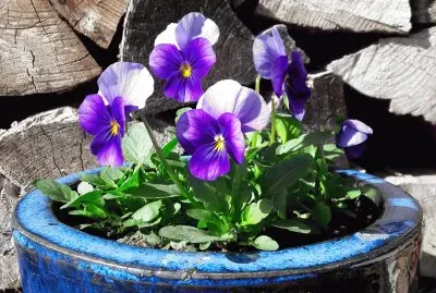 Viola