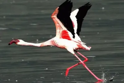 ç«çƒˆé³¥