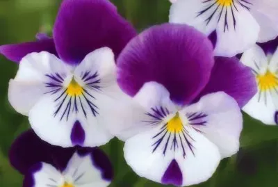 flores jigsaw puzzle