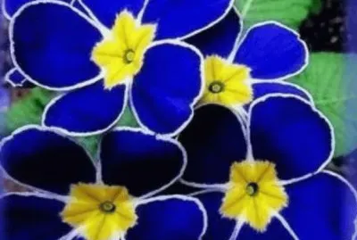 פאזל של flores3