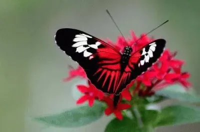 è´è¶ç¿©ç¿©