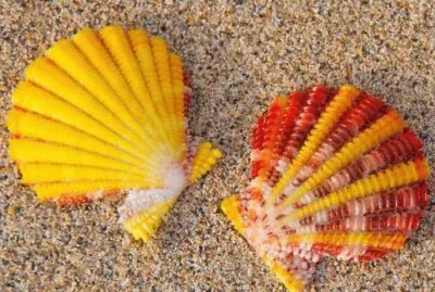 æ¼‚äº®çš„è²æ®¼