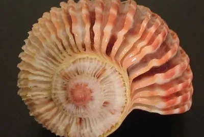 æ¼‚äº®çš„è²æ®¼