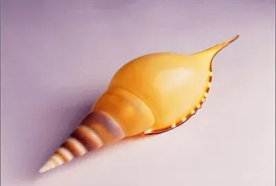 æ¼‚äº®çš„è²æ®¼