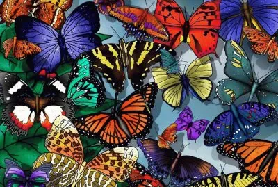 mariposa 3