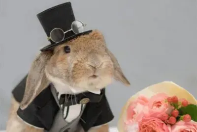 Conejo elegante