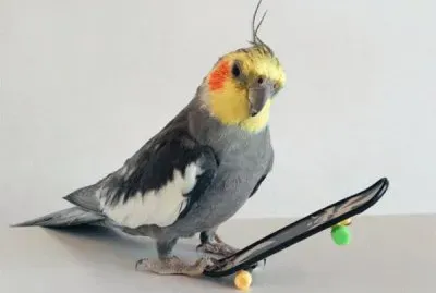 Deportista emplumado