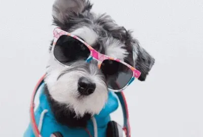Estilo canino
