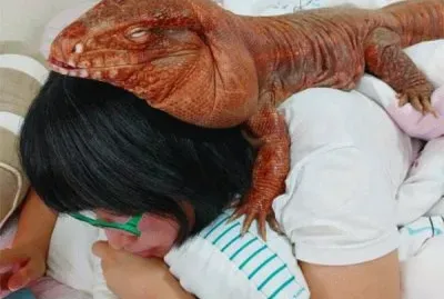 Gigante mimado