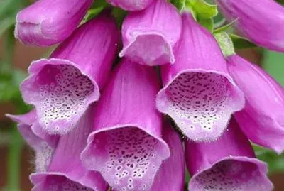 digitalis purpÃºrea jigsaw puzzle