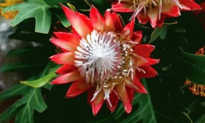 å¸çŽ‹èŠ± jigsaw puzzle