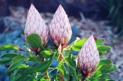 å¸çŽ‹èŠ± jigsaw puzzle