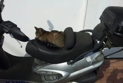 Cat on motorcycle