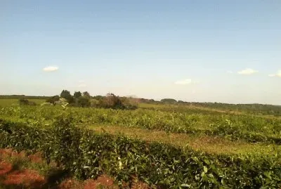 PlantaciÃ³n de tÃ© en Misiones, Argentina