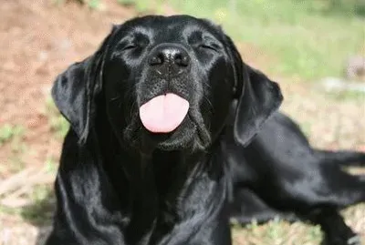 Natureza dos animais