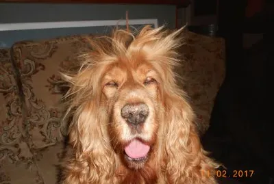 Ma lionne
