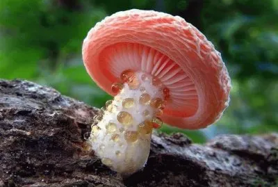 å°è˜‘èŒ