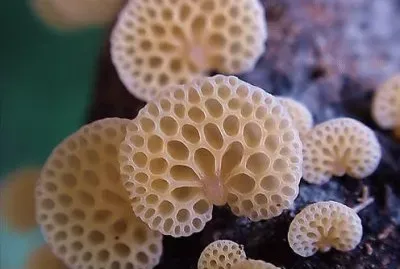 å°è˜‘èŒ