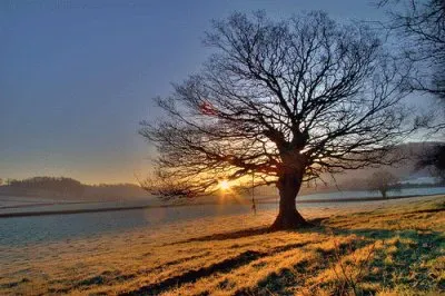 Tree in a sunset in beach
