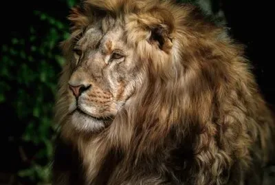 lion