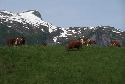 mucche sotto il ghiacciaio