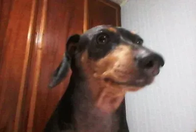 zizi