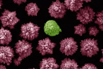 פאזל של sulfato calcio (microscopio)