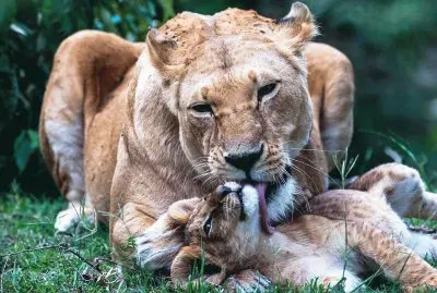 mom#237