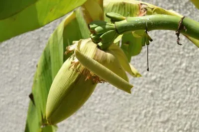 bananier jigsaw puzzle