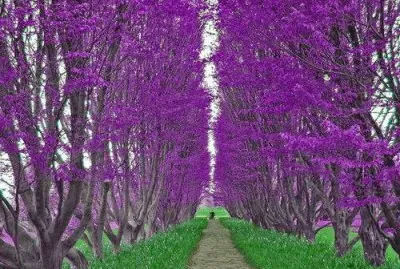 imagens