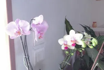 Mes horquidee jigsaw puzzle