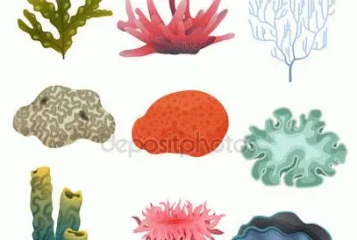 PLANTAS