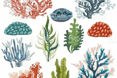 CORAL