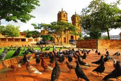 Las palomas en el parque
