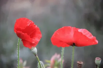 coquelicots en fleur