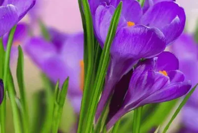 imagens jigsaw puzzle