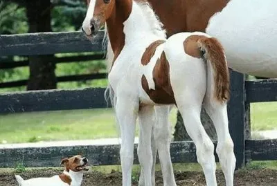 foal