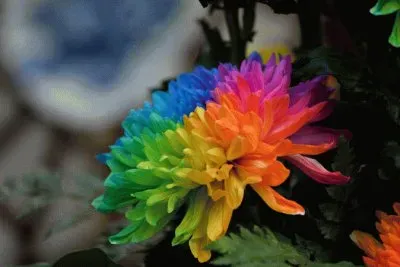 è³žèŠ±èŠ jigsaw puzzle