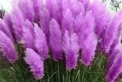 Beautiful Pampas Grass